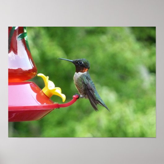 Fotografie met ruby-Throated Hummingbird Poster (Voorkant)