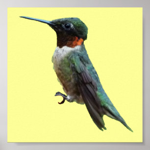 Fotografie met ruby-Throated Hummingbird Poster