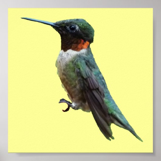 Fotografie met ruby-Throated Hummingbird Poster (Voorkant)