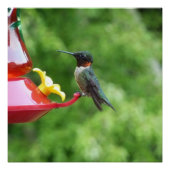Fotografie met ruby-Throated Hummingbird Poster (Voorkant)