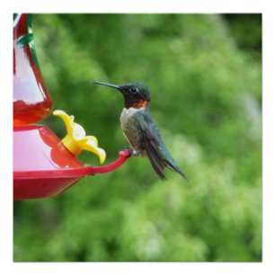 Fotografie met ruby-Throated Hummingbird Poster