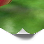 Fotografie met ruby-Throated Hummingbird Poster (Hoek)