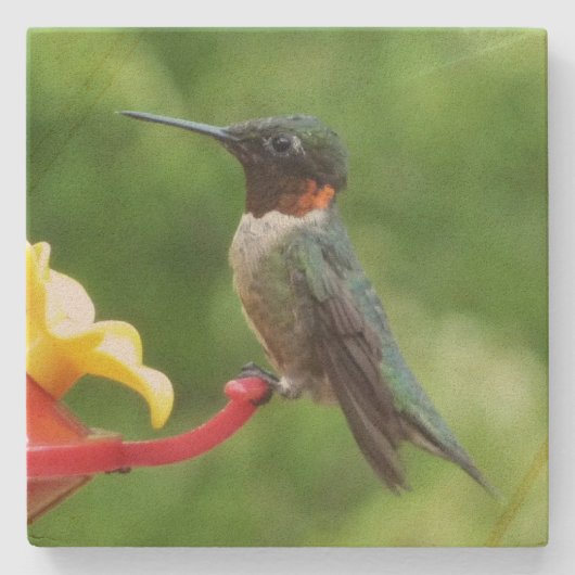 Fotografie met ruby-Throated Hummingbird Stenen Onderzetter (Voorkant)