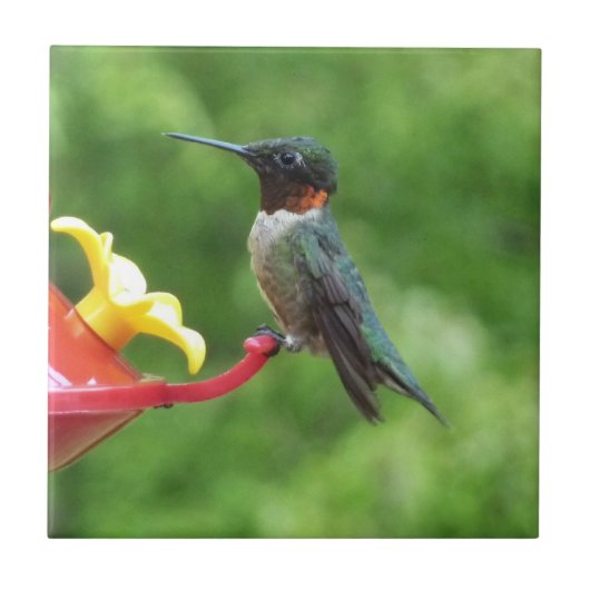 Fotografie met ruby-Throated Hummingbird Tegeltje (Voorkant)