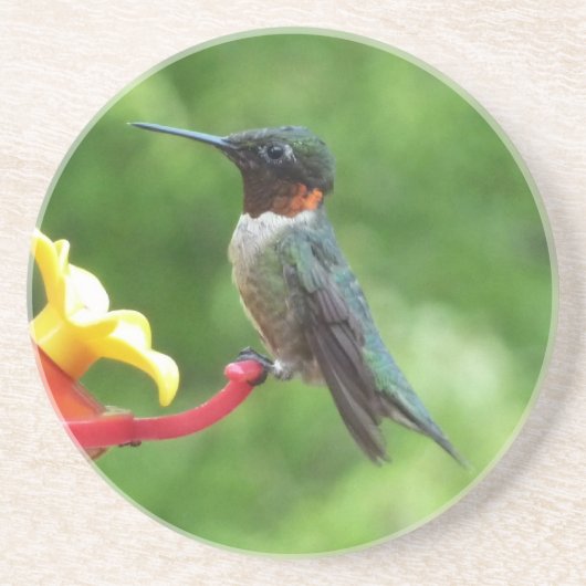 Fotografie met ruby-Throated Hummingbird Zandsteen Onderzetter (Voorkant)