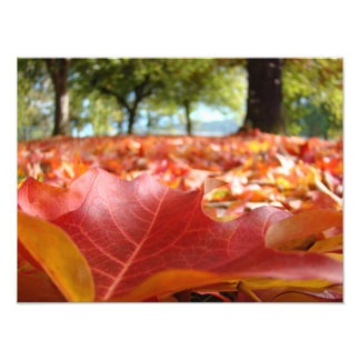 Fotografie natuur kunst afdrukken op maat Herfstbl Foto Afdruk