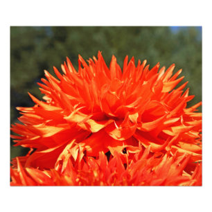 Fotografie Natuur kunstprints Oranje Dahlia Bloem Foto Afdruk