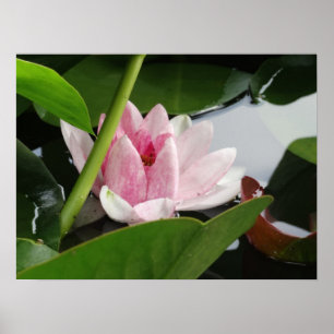 Fotografie-Poster wakker maken Poster