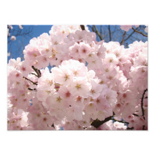 Fotografie prints natuur Roze Boom Bloesems Foto Afdruk