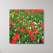 Fotografie rode Tulp Flower Field Natuur Canvas Afdruk (Voorkant)
