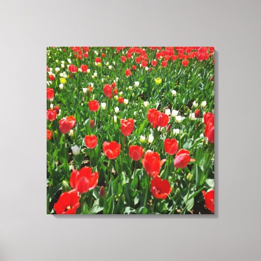 Fotografie rode Tulp Flower Field Natuur Canvas Afdruk (Voorkant)