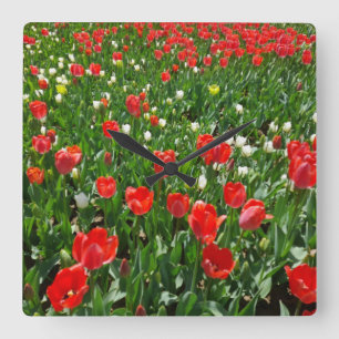 Fotografie rode Tulp Flower Field Natuur Vierkante Klok