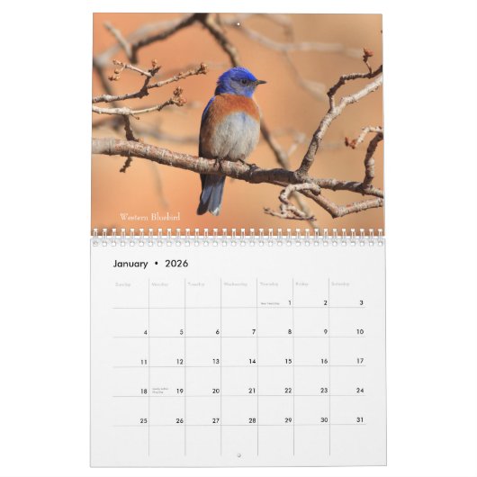 Fotografie Songbird 2019 Kalender (Jan 2026)