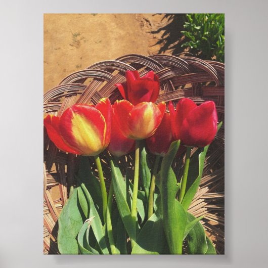  Fotografie - Tulp Boerderij Basket Poster (Voorkant)