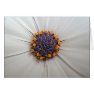 Fotografie van Afrikaanse Daisy