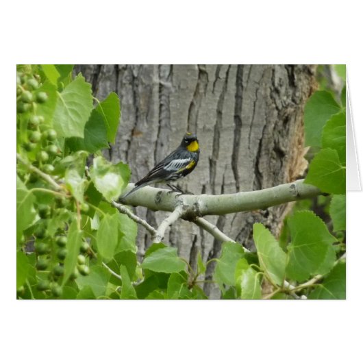 Fotografie van Audubon's Warbler-Natuur (Voorkant Horizontaal)