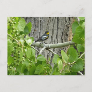 Fotografie van Audubon's Warbler-Natuur Briefkaart