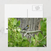Fotografie van Audubon's Warbler-Natuur Briefkaart (Voorkant / Achterkant)