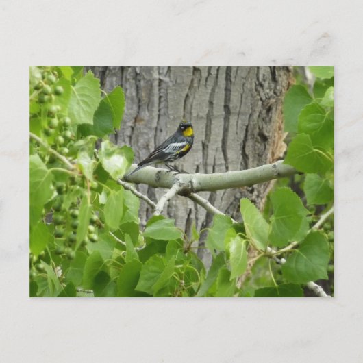 Fotografie van Audubon's Warbler-Natuur Briefkaart (Voorkant)