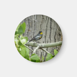 Fotografie van Audubon's Warbler-Natuur Magneet