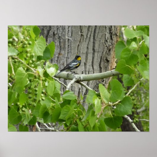 Fotografie van Audubon's Warbler-Natuur Poster (Voorkant)