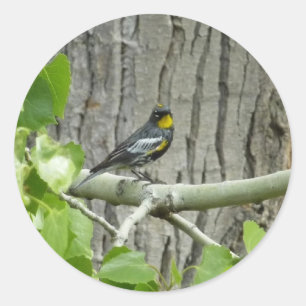 Fotografie van Audubon's Warbler-Natuur Ronde Sticker