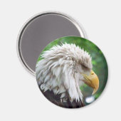 Fotografie van Bald Eagle Magneet (Voorkant / Achterkant)