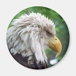 Fotografie van Bald Eagle Magneet