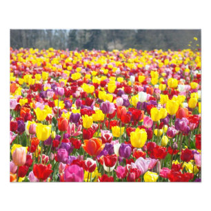 Fotografie van bloemen Natuur Tulp Bloemen kunst Foto Afdruk