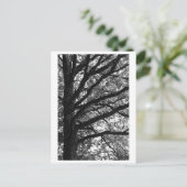 Fotografie van bomen -Xylia Briefkaart (Staand voorkant)