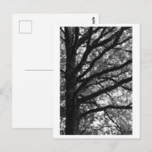 Fotografie van bomen -Xylia Briefkaart (Voorkant / Achterkant)