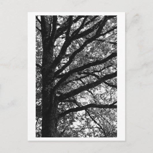 Fotografie van bomen -Xylia Briefkaart (Voorkant)