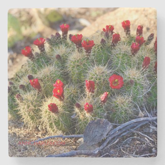 Fotografie van Cactus door Ann Charles Stenen Onderzetter (Voorkant)