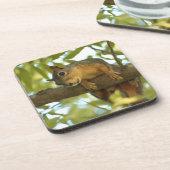 Fotografie van Cute & Curious Squirrel Natuur Bier Onderzetter (Linkerzijde)
