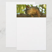 Fotografie van Cute & Curious Squirrel Natuur Briefpapier (Voorkant / Achterkant)