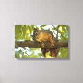 Fotografie van Cute & Curious Squirrel Natuur Canvas Afdruk (Voorkant)