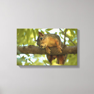 Fotografie van Cute & Curious Squirrel Natuur Canvas Afdruk