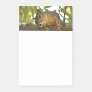 Fotografie van Cute & Curious Squirrel Natuur Post-it® Notes