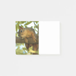 Fotografie van Cute & Curious Squirrel Natuur Post-it® Notes