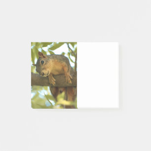 Fotografie van Cute & Curious Squirrel Natuur Post-it® Notes