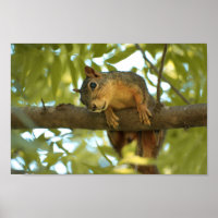Fotografie van Cute & Curious Squirrel Natuur
