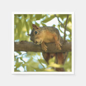 Fotografie van Cute & Curious Squirrel Natuur Servet (Voorkant)