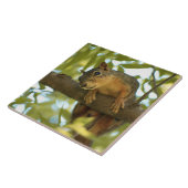 Fotografie van Cute & Curious Squirrel Natuur Tegeltje (Zijkant)