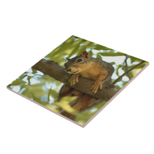 Fotografie van Cute & Curious Squirrel Natuur Tegeltje (Zijkant)