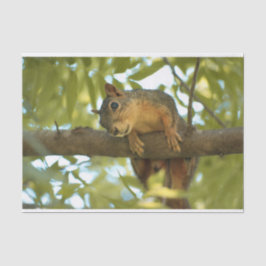 Fotografie van Cute & Curious Squirrel Natuur Tissuepapier