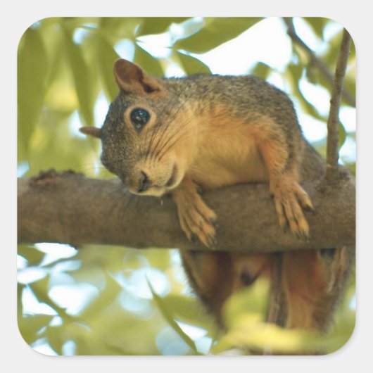 Fotografie van Cute & Curious Squirrel Natuur Vierkante Sticker (Voorkant)