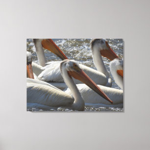 Fotografie van de Amerikaanse White Pelican Natuur Canvas Afdruk