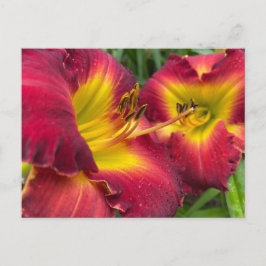 Fotografie van de bloem: Daylily "Dragon King" Briefkaart