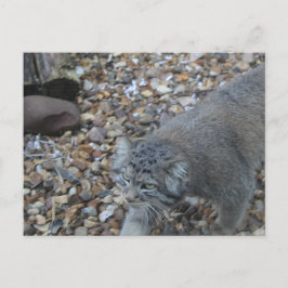 Fotografie van de dierentuin van Pallas Cat (Manul Briefkaart