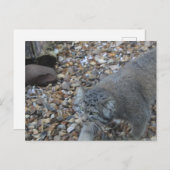 Fotografie van de dierentuin van Pallas Cat (Manul Briefkaart (Voorkant / Achterkant)